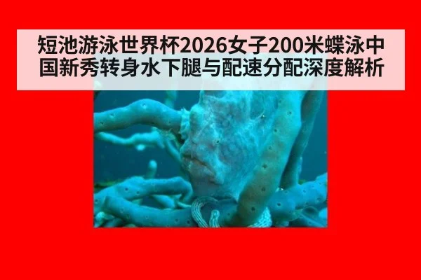 短池游泳世界杯2026女子200米蝶泳中国新秀转身水下腿与配速分配深度解析